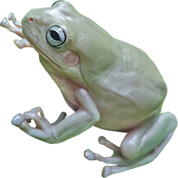 Blue-Eyed White's